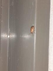 Colaspis cribricollis