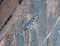 Ptyodactylus hasselquistii