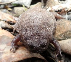 Breviceps fuscus