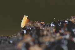 Bilobella