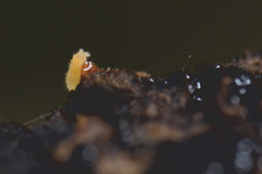 Bilobella