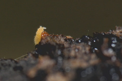 Bilobella