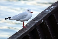 Chroicocephalus ridibundus