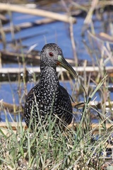 Pardirallus maculatus