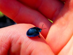 Cyrtonota thalassina