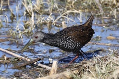 Pardirallus maculatus