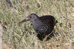 Pardirallus maculatus