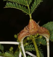 Cephalotelium macowanianum
