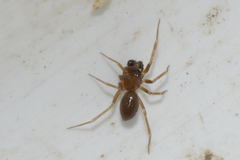 Microneta viaria