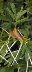 Cephalotelium macowanianum