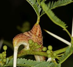 Cephalotelium macowanianum