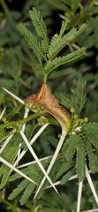 Cephalotelium macowanianum