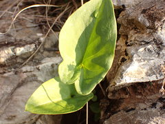 Arisarum vulgare