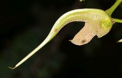 Cephalotelium macowanianum