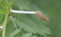 Cephalotelium macowanianum