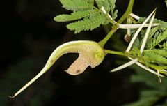 Cephalotelium macowanianum
