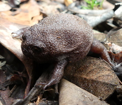 Breviceps fuscus