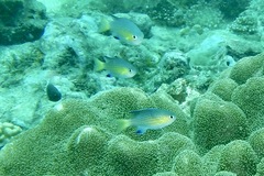 Pycnochromis nigrurus