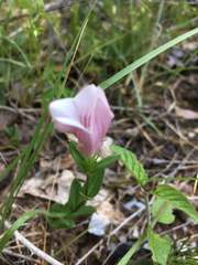 Spigelia alabamensis