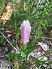Spigelia alabamensis