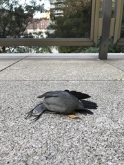 Dumetella carolinensis