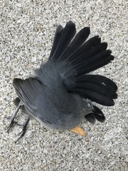 Dumetella carolinensis