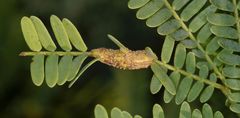 Cephalotelium macowanianum