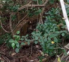 Toxicodendron radicans image