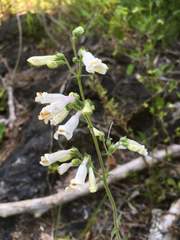 Penstemon tenuiflorus