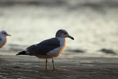 Larus crassirostris