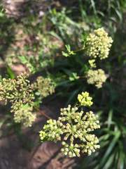 Thaspium