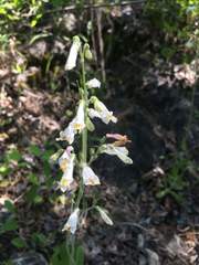 Penstemon tenuiflorus
