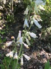 Penstemon tenuiflorus