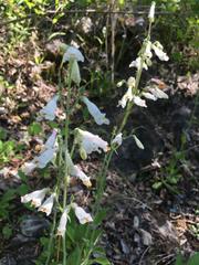 Penstemon tenuiflorus