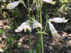 Penstemon tenuiflorus