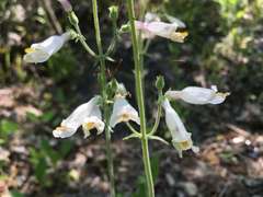 Penstemon tenuiflorus