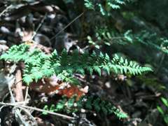 Myriopteris alabamensis