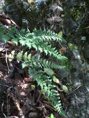 Myriopteris alabamensis