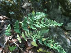 Myriopteris alabamensis