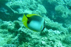 Chaetodon leucopleura