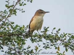 Acrocephalus stentoreus