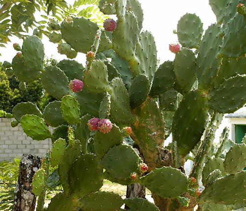 Opuntia boldinghii