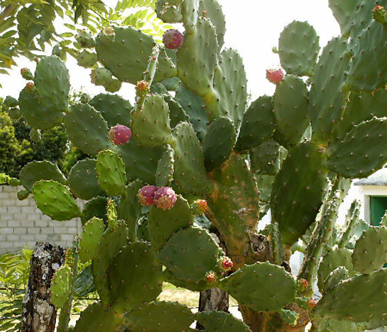 Opuntia boldinghii
