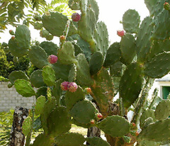 Opuntia boldinghii