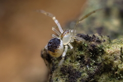 Theridion varians