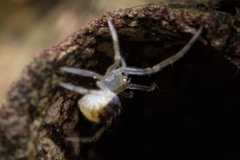 Theridion varians