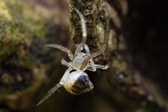 Theridion varians