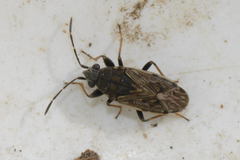 Peritrechus gracilicornis