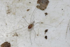 Mitostoma chrysomelas