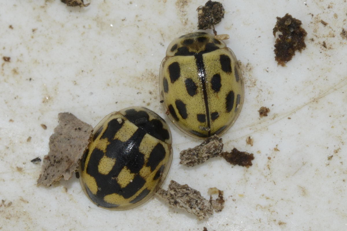 Fourteen-spotted Lady Beetle (Propylea quatuordecimpunctata